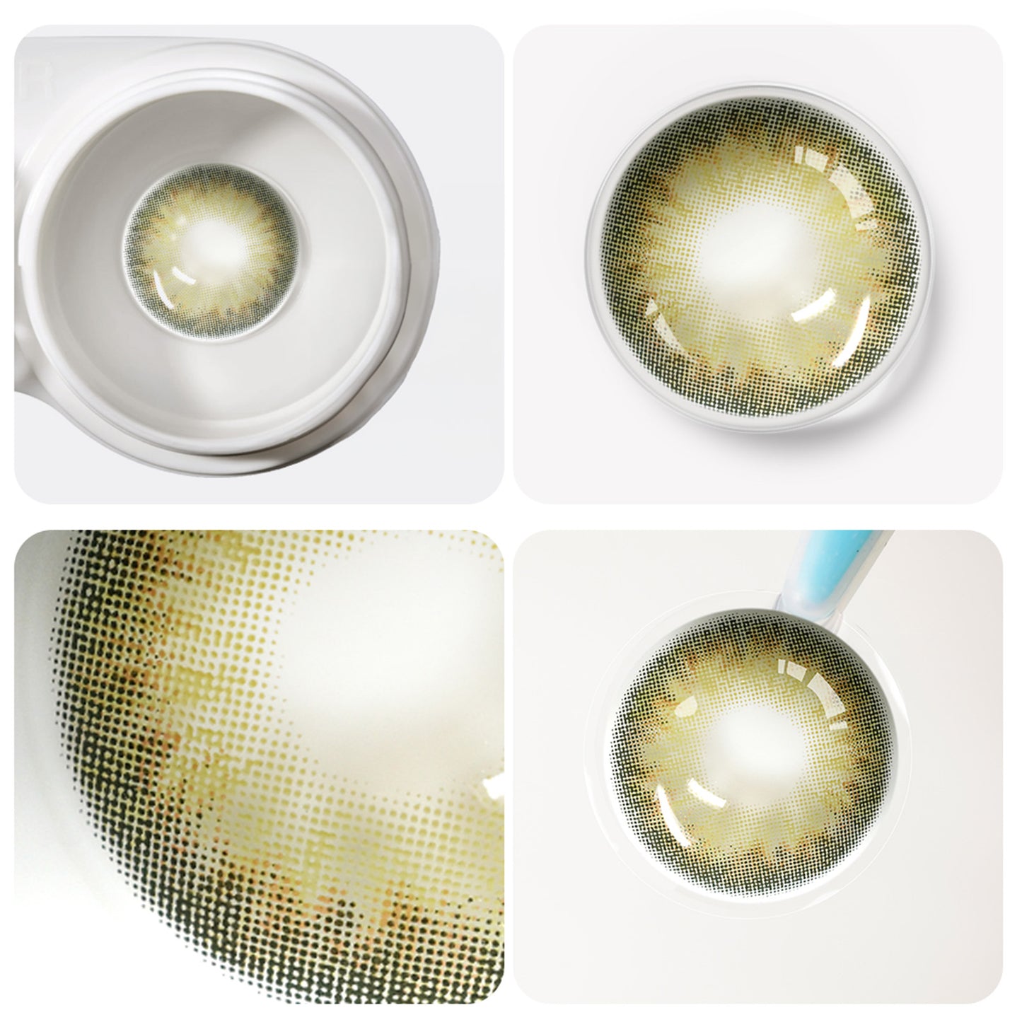 Jahreslinsen golden hazel detail ansicht